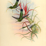 Black-eared Fairy