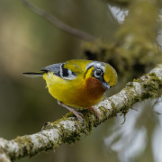 Black-eared Shrike-babbler