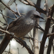Black-faced Babbler