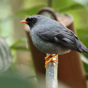 Black-faced Solitaire