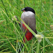 Black-faced Waxbill