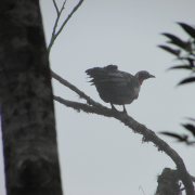 Black-fronted Piping Guan
