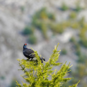 Black Grouse