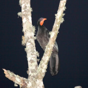 Black Guan