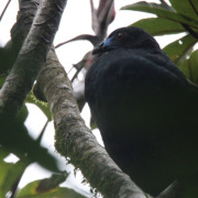Black Guan