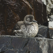 Black Guillemot