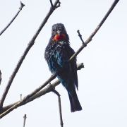 Black-headed Bee-eater