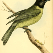 Black-headed Berryeater