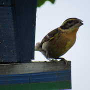 Black-headed Grosbeak