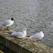 Black-headed Gull