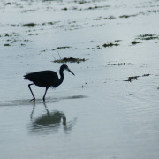 Black Heron