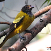 Black-hooded Oriole