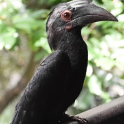 Black Hornbill