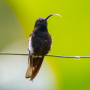 Black Jacobin
