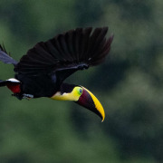 Yellow-throated Toucan