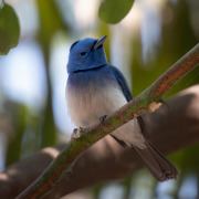 Black-naped Monarch
