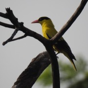 Black-naped Oriole