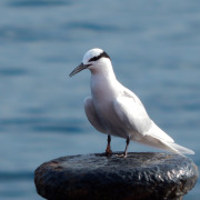 Black-naped Tern