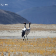 Black-necked Crane