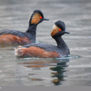Black-necked Grebe