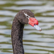 Black-necked Swan