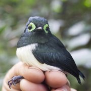 Black-necked Wattle-eye