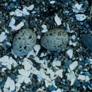 Black Oystercatcher