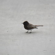 Black Phoebe