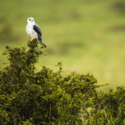 Black-shouldered Kite