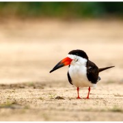 Black Skimmer
