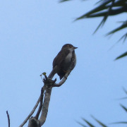 Black Solitaire