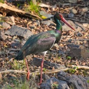 Black Stork