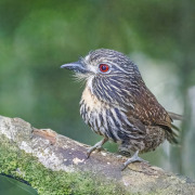 Black-streaked Puffbird