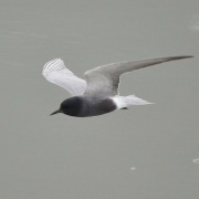 Black Tern
