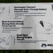 Black-throated Babbler