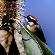 Black-throated Bushtit
