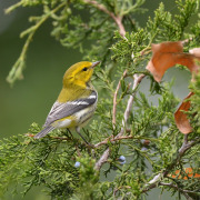 Black-throated Green Warbler
