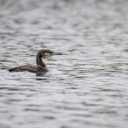 Black-throated Loon