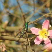 Black-throated Mango