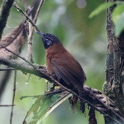 Black-throated Nightingale-Thrush