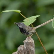 Black-throated prinia