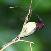 Black-throated Sunbird