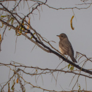 Black-throated Thrush