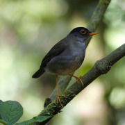 Black thrush