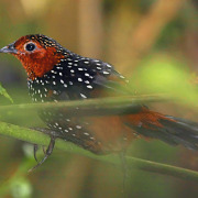 Black Tinamou