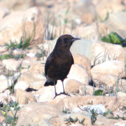 Black Wheatear