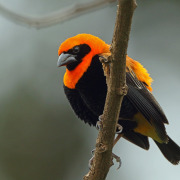 Black-winged Bishop