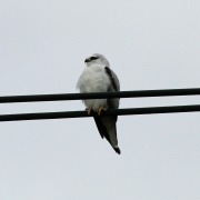Black-winged Kite