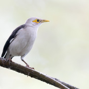 Black-winged Starling