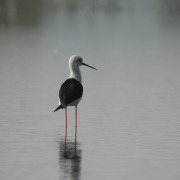 Black-winged Stilt
